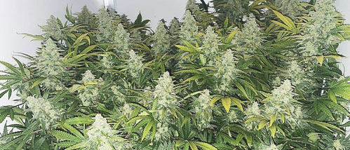 Rapport de culture : Wedding Cake indoor