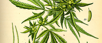 Graines de CBD, les différences