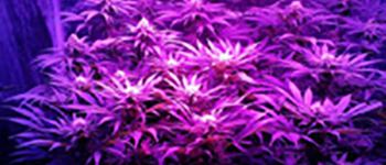 Top 5 graines de cannabis pour culture intérieure