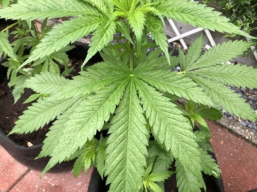 Que faire de ses plantes de cannabis par temps de pluie, d'orage ou de tempête ?