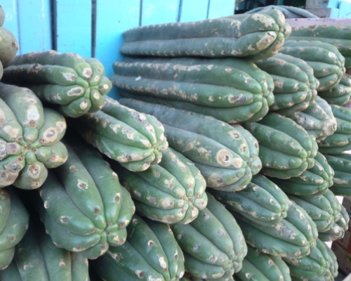 Cactus contenant de la Mescaline - Comment consommer le Peyotl et San Pedro ?