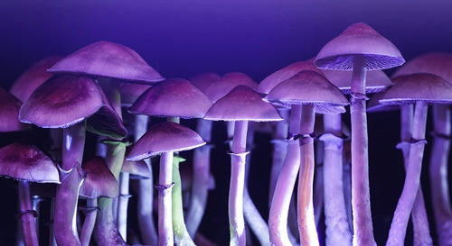La lumière bleue peut-elle augmenter le rendement de votre kit de culture de champignons ?