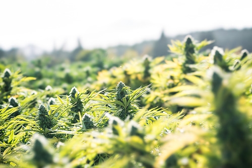 Au secours, ma plante de cannabis est déjà en train de fleurir ! Tout savoir sur la floraison précoce