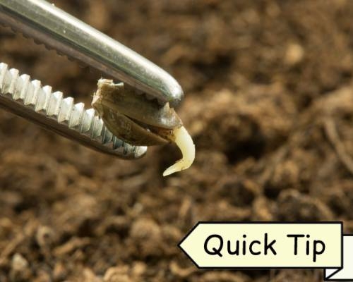 Planter des Graines de Cannabis | Quick Tip