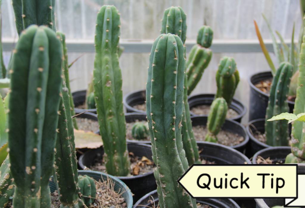 Comment Faire des Boutures de San Pedro Cactus | Quick Tip
