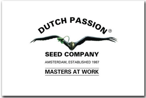 Dutch Passion graines