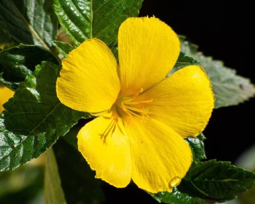 Fumer Damiana : Effet & Bienfaits