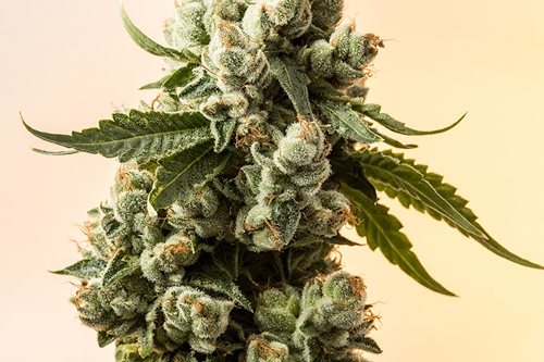 Voici la variété de cannabis la plus forte