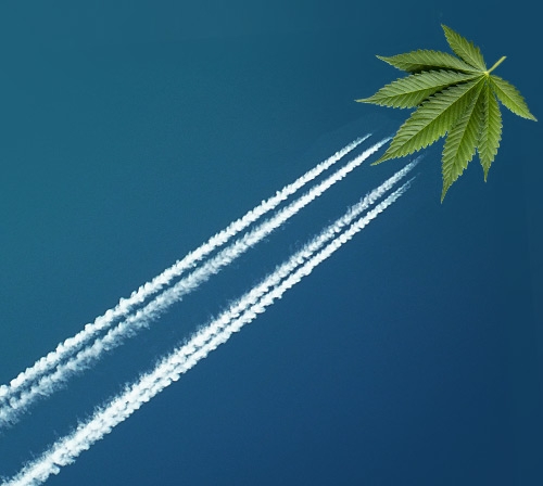 Que sont les graines de cannabis à floraison rapide et que pouvez-vous en faire ?