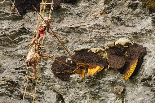 Mad Honey apiculteur risque sa vie pour récolter un miel hallucinogène