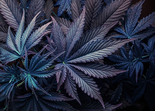 Purple Haze et Blueberry – Cultiver du cannabis violet en quelques étapes simples