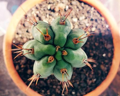 Cultiver le Cactus San Pedro : Germer des Graines et faire Pousser