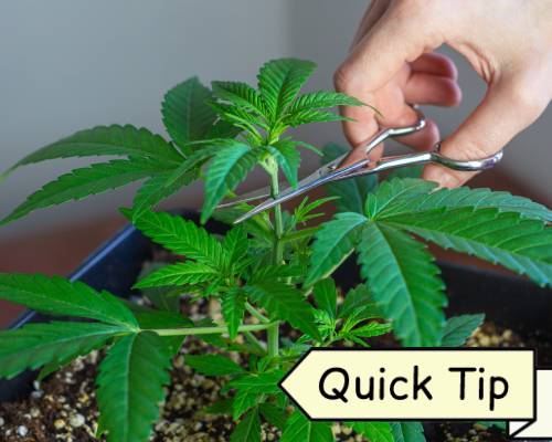 topping cannabis étêtage