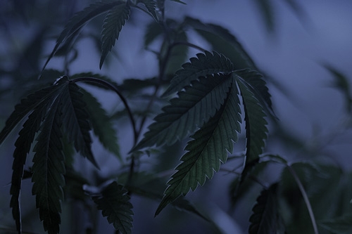 Assombrir - Accélérer et Promouvoir la Floraison Cannabis