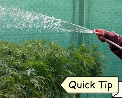 Arrosage Cannabis | Quick Tip